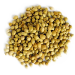 Coriander