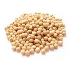 SOYBEAN