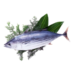 Skipjack Tuna Fish